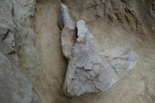 Nájdené pozostatky z mamuta   nález v 9 -10 .2021
