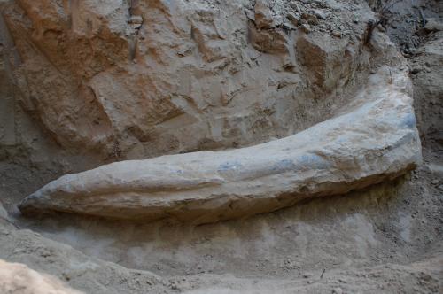 Nájdené pozostatky z mamuta   nález v 9 -10 .2021